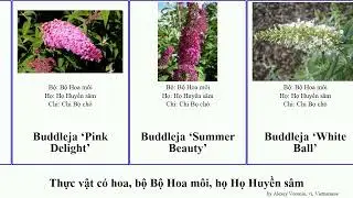 Thực vật c&oacute; hoa, bộ Bộ Hoa m&ocirc;i, họ Họ Huyền s&acirc;m buddleja eremophila chi angiosperms nigrum Chip
