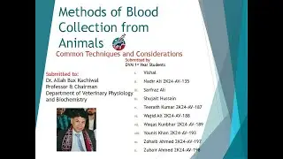 Methods of Blood Collection from Animals: Common Techniques and Considerations