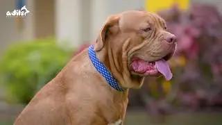Stylish & Comfy: Adjustable Cotton Dotted Dog Collar by Adils Pet Care