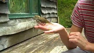 Bird Chiropractic Adjustment - Chiropractor Shelburne VT