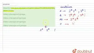 Choose the correct option with respect to the genetic makeup of the ABO blood grouping system in...