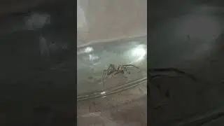 una araña comiendose una mosca