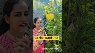 एक पौधा ले आओ और हजारों प्लांट बनाओ #स्पीडरप्लान्ट #shots