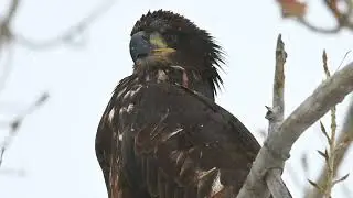 Juvenile Bald Eagle Enduring the Snow