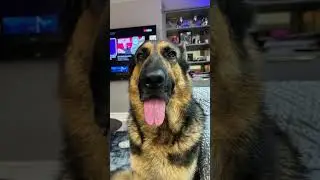 Dog_sugar trend
