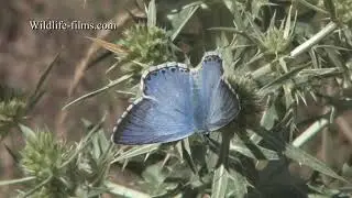Greenwings Montes Universales Trailer