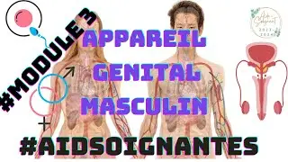 👨&zwj;💻🏃Bon REPORTAGE POUR L'ANATOMIE DE L' APPAREIL_GENITAL_MASCULIN📚#Module3 #deas