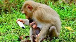 Lovely newborn baby monkey Rex struggle to hug mom for get milk