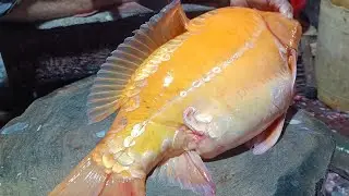 Amazing skills show live today&rsquo;s fish market Alean Fatema - Wellness Path is live
