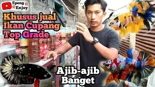 Ikan Cupang Top Grade tinggal pilih guys