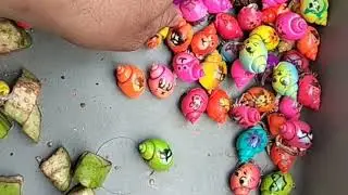 Catch puffer fish and shellfish, hermit crabs, stingrays, ornamental fish, octopus, lobsters, crabs