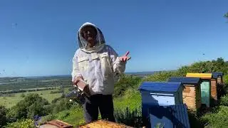 Myth Busting- does the banana trick work for chalk brood - part 2