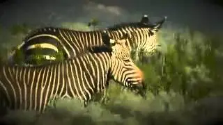 Cape Mountain Zebra
