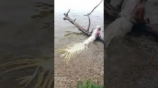 The dragon mermaid rests in the water (white dragon mermaid)