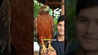 Javan hawk eagle #eagles #eaglelovers #indonesia #aiart