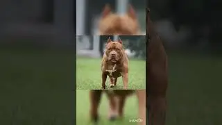 world famous dogs in red bull#viral #shorts