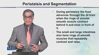 Peristalsis and Segmentation | Animal Form & Function 2 (Theory) | ZOO517T_Topic043