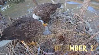 SWFL Eagles - December, 27 - Dinner For Three. Happy E26!