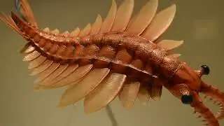 Three-Eyed Cambrian Animal Sheds Light on Origin of Arthropod Head and Segmentation