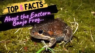 Facts About the Eastern Banjo Frog