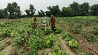 Weed removal help with tractor #views @OrganicFarmingwithme #save soil