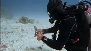 Dive in Red sea part 1 (Hero3+Black)