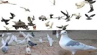 Pigeon videos