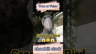 Creepiest Bird | True or False 😱😲😮 #trending #everyone #creepy #nocopyrightinfringementintended