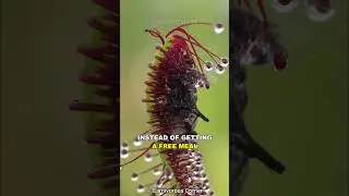 Sundew | The Sticky Carnivorous Plant