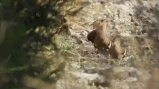Upupa family (Upupa epops)