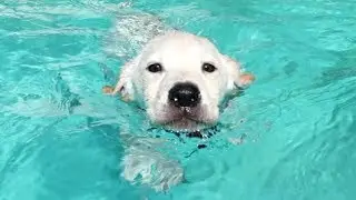 RUNT PUPPY SWIMS WITHOUT HER MAMA!