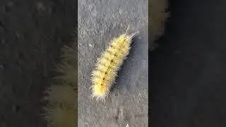 #wooly #bear #caterpillar #trending #shorts #viral #funny #love #viralvideo #shortvideo #short #song