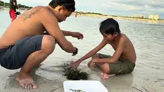 Filipinos Cleaning Sea Grapes at the Beach
