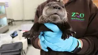 Otter kits' first checkup