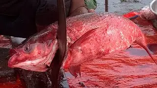 I never seen ll amazing big silvercrup fish cutting live skills by expert fish cutter in Fishmarket 