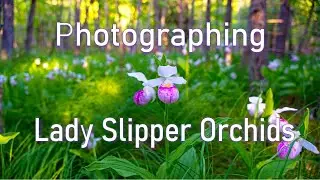 Purdon Conservation Area and The Lady Slippers
