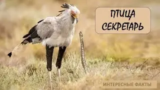 ПТИЦА СЕКРЕТАРЬ🦅/Животные life/Птицы/Животные/Интересные факты