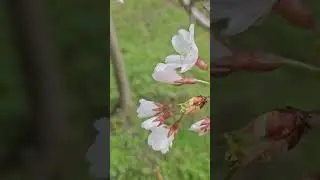 Dwarf weeping cherry tree