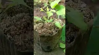 timelapse of Mazus pumilus part 1