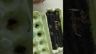 Проращиваю и сею катарантусы