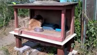 How to skunk-proof a feral cat feeding station