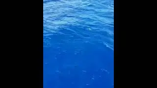 Pesca em Plataforma de Petr&oacute;leo - Muito Peixe