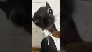 Funny Chihuahua Transforms into Piranha for Food!