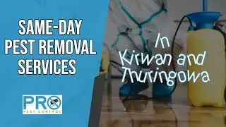 Same-Day Pest Removal Services in Kirwan & Thuringowa | Fast Local Pest Control