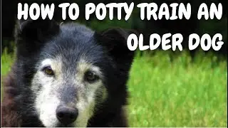 How To Potty Train An Older Dog