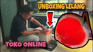 Review Beli Ikan Hias Discus Lelang Online