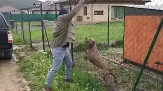 Andante Bandog female 