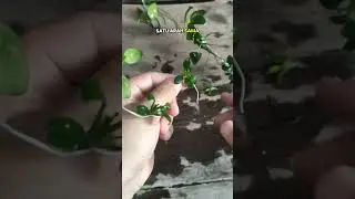 Growing anubias with new media not wood or rock