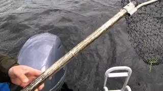 5kg J&auml;rvi taimen