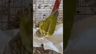 POV: He Knows Origami 🦜😂 #greencheekedconure #parrot #original #origami #funnyvideo